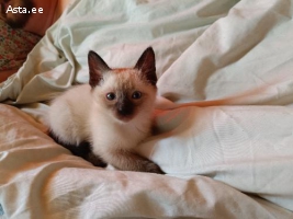 Тайские котята