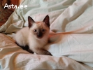 Тайские котята