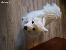 Японцкий шпиц девочка ищет жениха