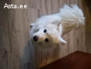 Японцкий шпиц девочка ищет жениха